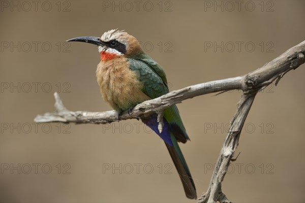 White-fronted bee-eater