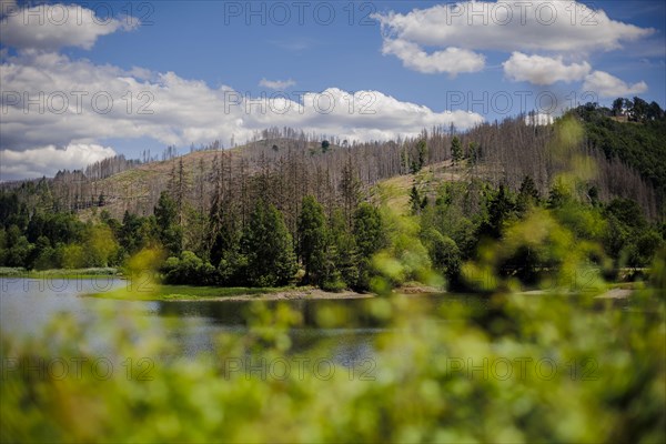 Symbolic photo on the subject of forest dieback in Germany. Spruce trees that have died due to drought and infestation by bark beetles stand at the Soes reservoir in a forest in the Harz mountains. Ri...