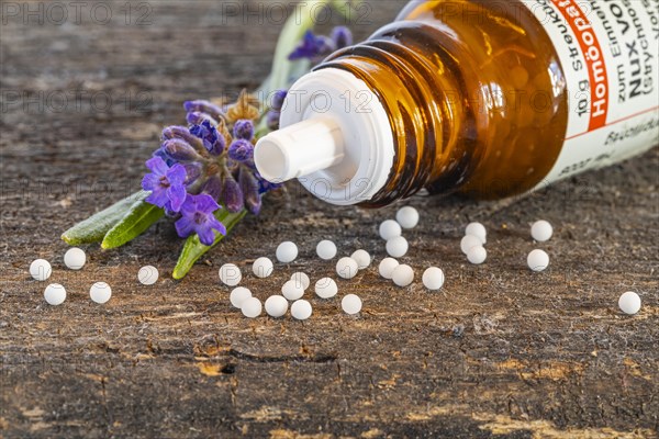 Homeopathic medicine, globules scattered next to a medicinal plant, studio shot, Germany, Europe