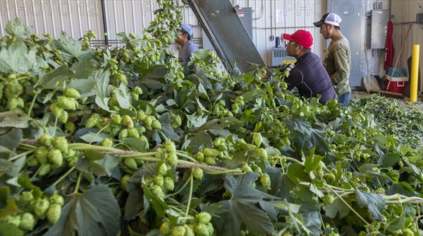 Baroda, Michigan, A Mexican-American crew processes hops at Hop Head Farms in west Michigan. They attach the bines, or vines, to hop harvesting machines that will separate the cones, or flowers, from ...