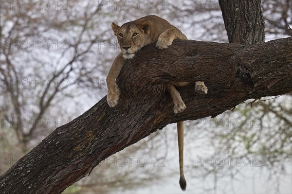 Lion