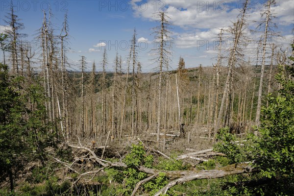 Symbolic photo on the subject of forest dieback in Germany. Spruce trees that have died due to drought and infestation by bark beetles stand in a forest in the Harz Mountains. Altenau, 28.06.2022, Alt...