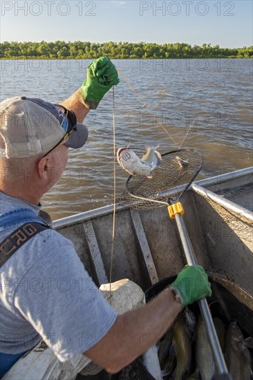 Peoria, Illinois, Dave Buchanan fishes for catfish on the Illinois River. He uses a trotline--a long line from which a hundred or more baited hooks are hung. Buchanan is a member of the Midwest Fish C...