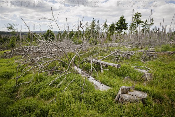 Symbolic photo on the subject of forest dieback in Germany. Spruce trees that have died due to drought and infestation by bark beetles stand in a forest in the Harz Mountains. Torfhaus, 28.06.2022, To...