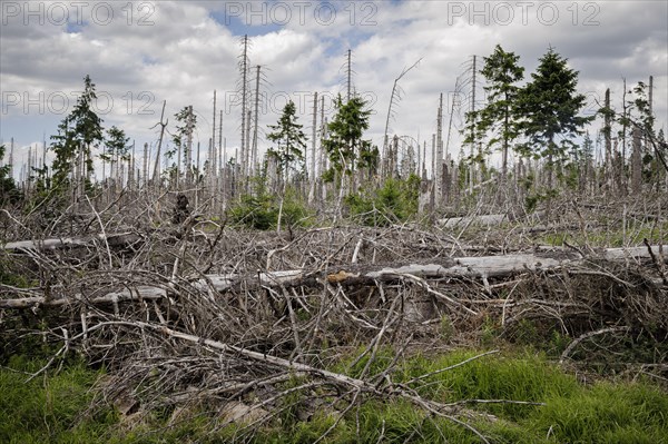 Symbolic photo on the subject of forest dieback in Germany. Spruce trees that have died due to drought and infestation by bark beetles stand in a forest in the Harz Mountains. Torfhaus, Torfhaus, Germ...