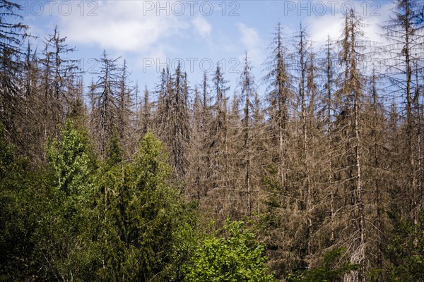 Symbolic photo on the subject of forest dieback in Germany. Spruce trees that have died due to drought and infestation by bark beetles stand in a forest in the Harz Mountains. Riefensbeek, 28.06.2022,...