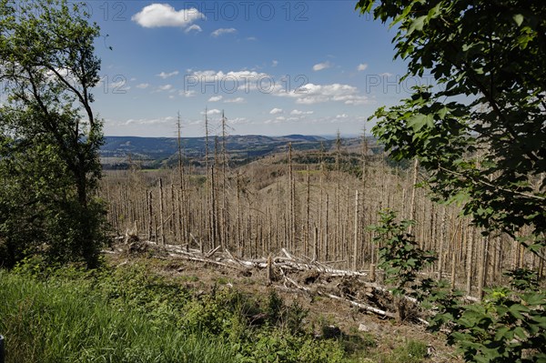 Symbolic photo on the subject of forest dieback in Germany. Spruce trees that have died due to drought and infestation by bark beetles stand in a forest in the Harz Mountains. Altenau, 28.06.2022, Alt...