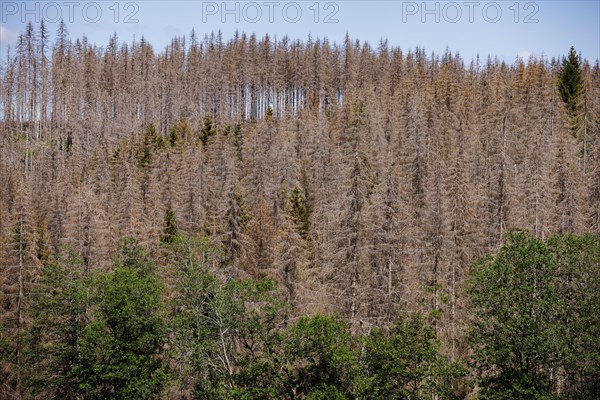 Symbolic photo on the subject of forest dieback in Germany. Spruce trees that have died due to drought and infestation by bark beetles stand in a forest in the Harz Mountains. Altenau, 28.06.2022, Alt...