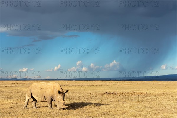 White rhinoceros