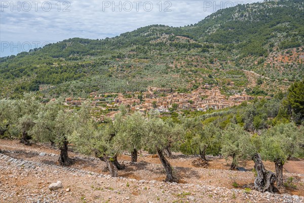 Olive trees in terraced cultivation