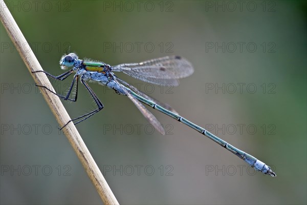 Emerald damselfly