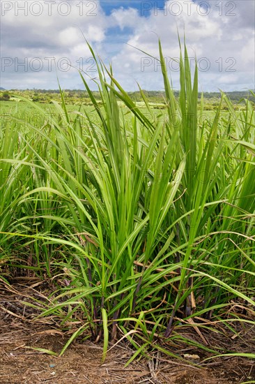 Plantation with young sugar cane