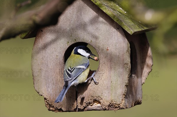 Great tit