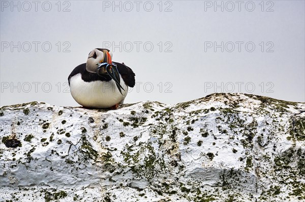 Solitary Puffin