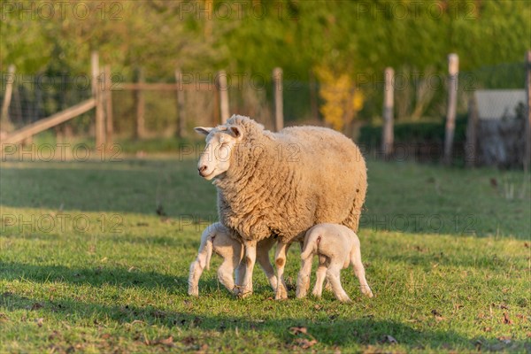 Lamb and sheep in a flock and pasture in a village in winter. Alsace