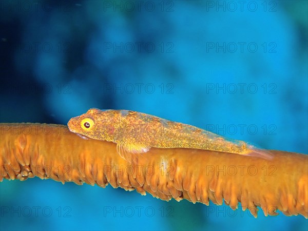 Whip coral dwarf goby