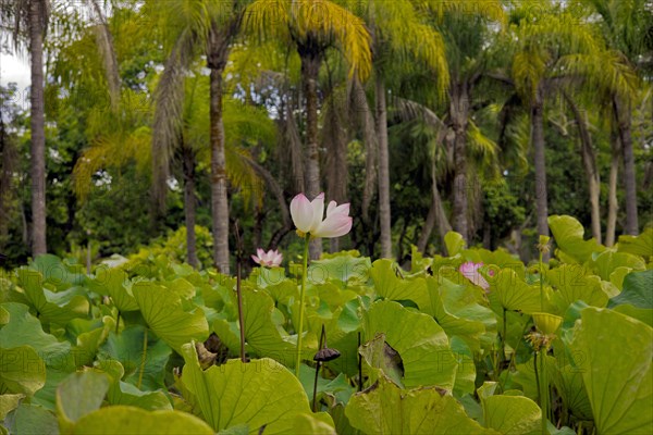 Many lotus