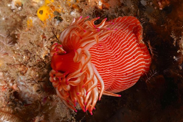 Candy Cane Anemone