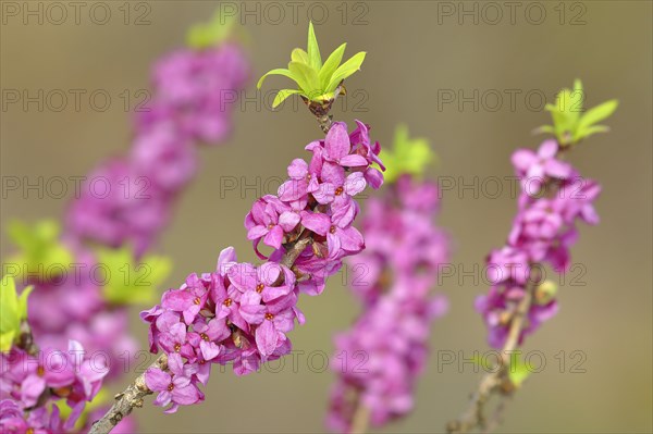 Daphne