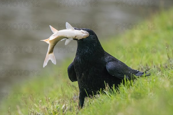 Carrion crow