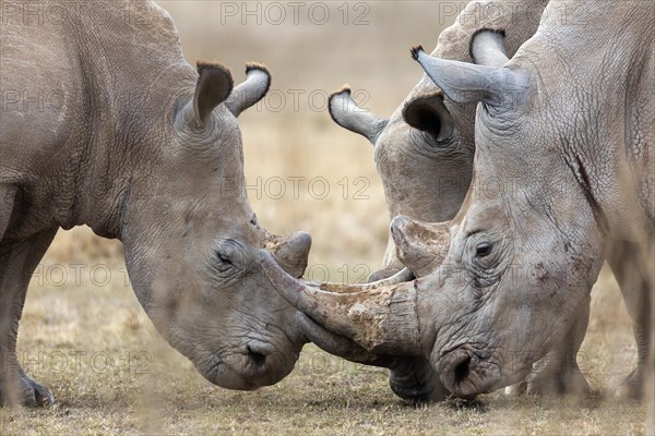 White rhinoceros