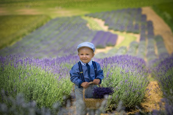 Beautiful little boy on a sunny day in a lavender field. Poland
