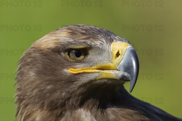 Steppe eagle