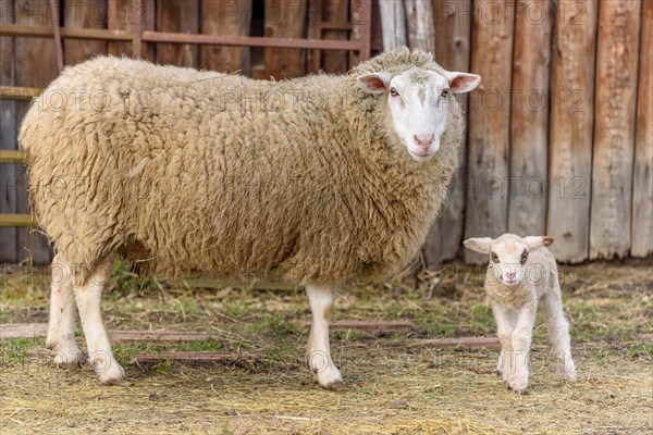 Lamb and sheep in a flock and pasture in a village in winter. Alsace