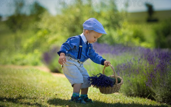Beautiful little boy on a sunny day in a lavender field. Poland