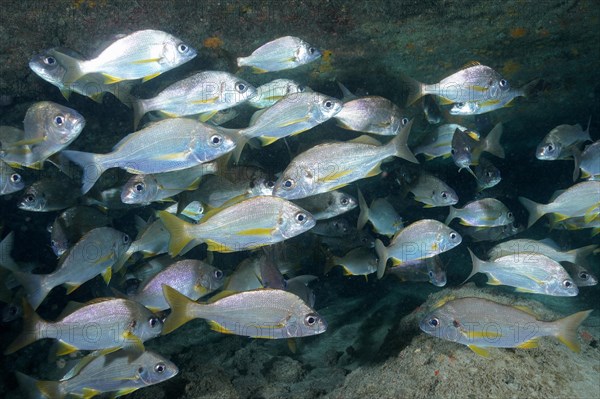 Shoal