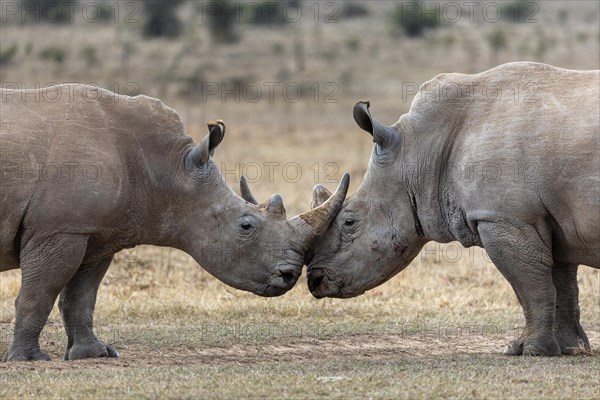 White rhinoceros