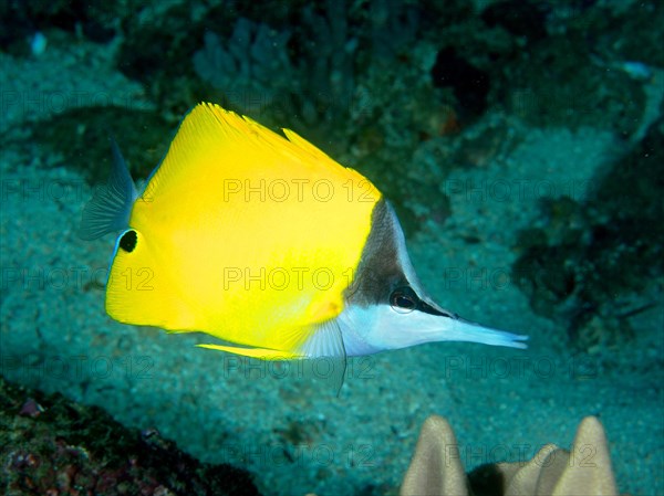 Yellow longnose butterflyfish