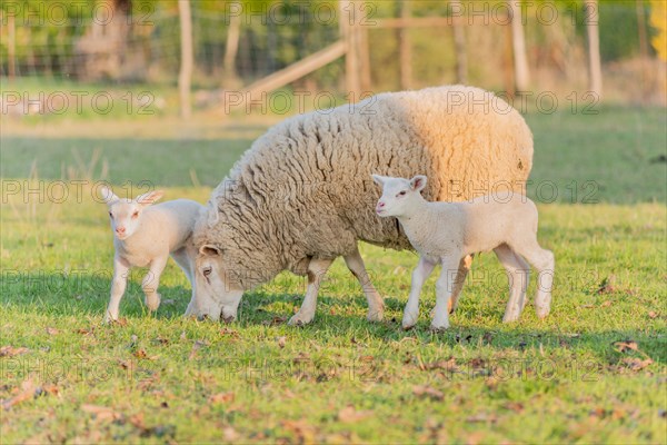 Lamb and sheep in a flock and pasture in a village in winter. Alsace
