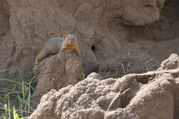 Mongoose