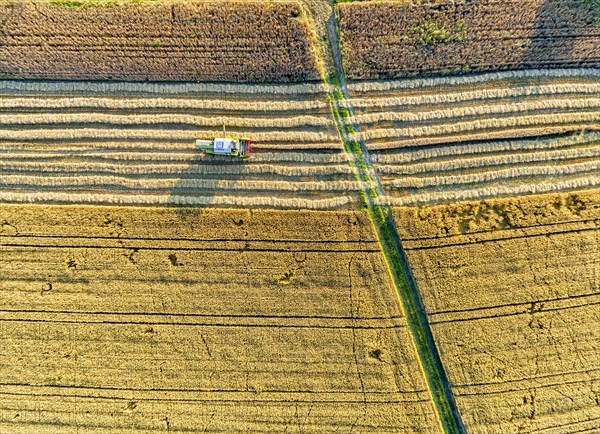 Grain harvest