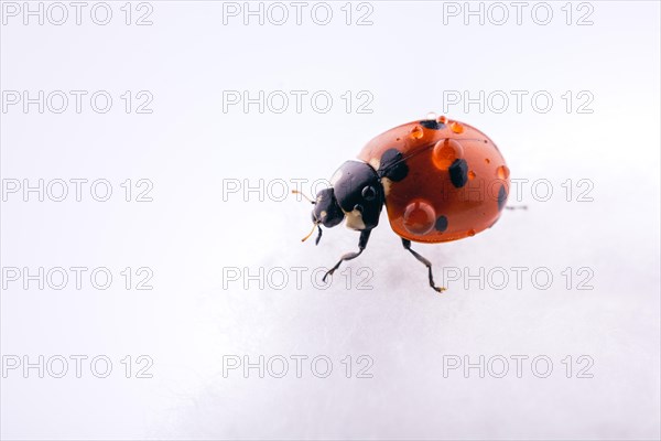 Beautiful photo of red ladybug walking on a cotton