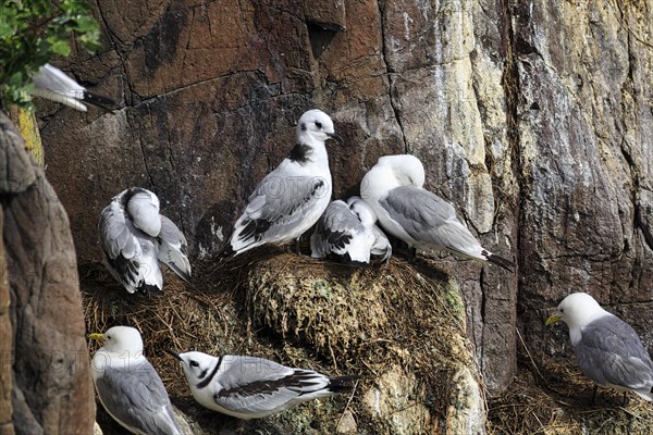 Kittiwakes