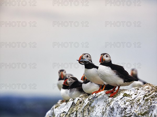 Puffin