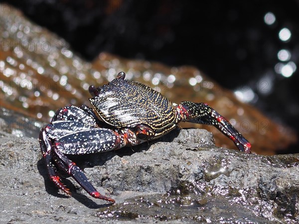 Red rock crab