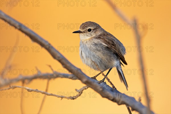 Canary islands stonechat