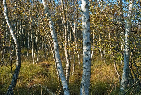 Downy birches