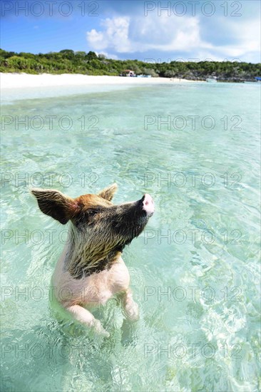 Swimming Pig