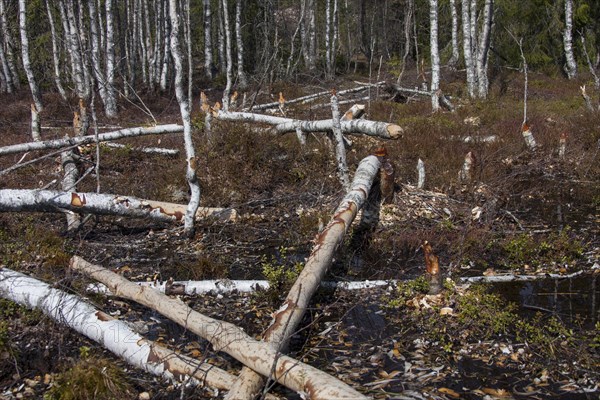 Felled birch trees by Eurasian beaver