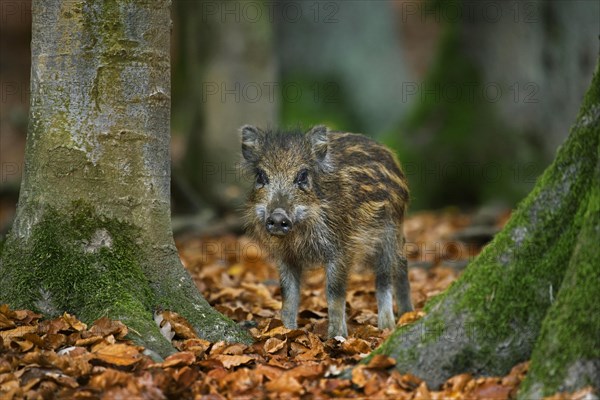 Wild boar