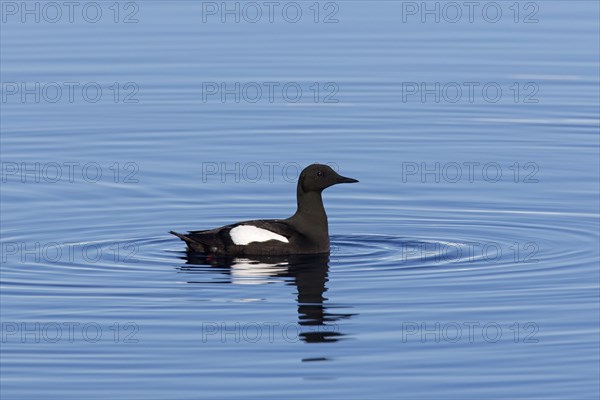 Black guillemot