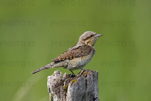 Eurasian wryneck