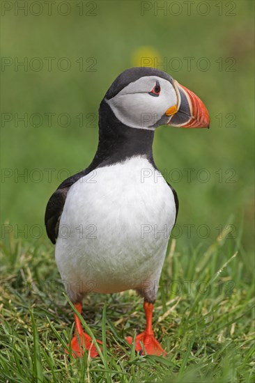 Atlantic puffin