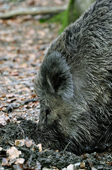 Close up of Wild boar