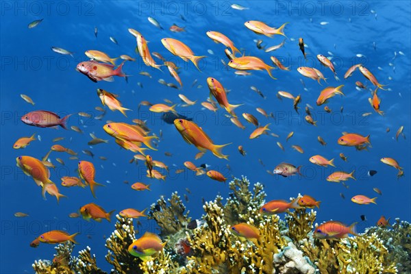 Shoal of fish