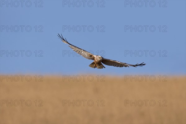 Western marsh harrier